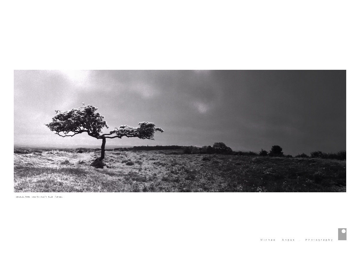 Umbrella Tree - near Hadrian’s Wall (Cumbria)