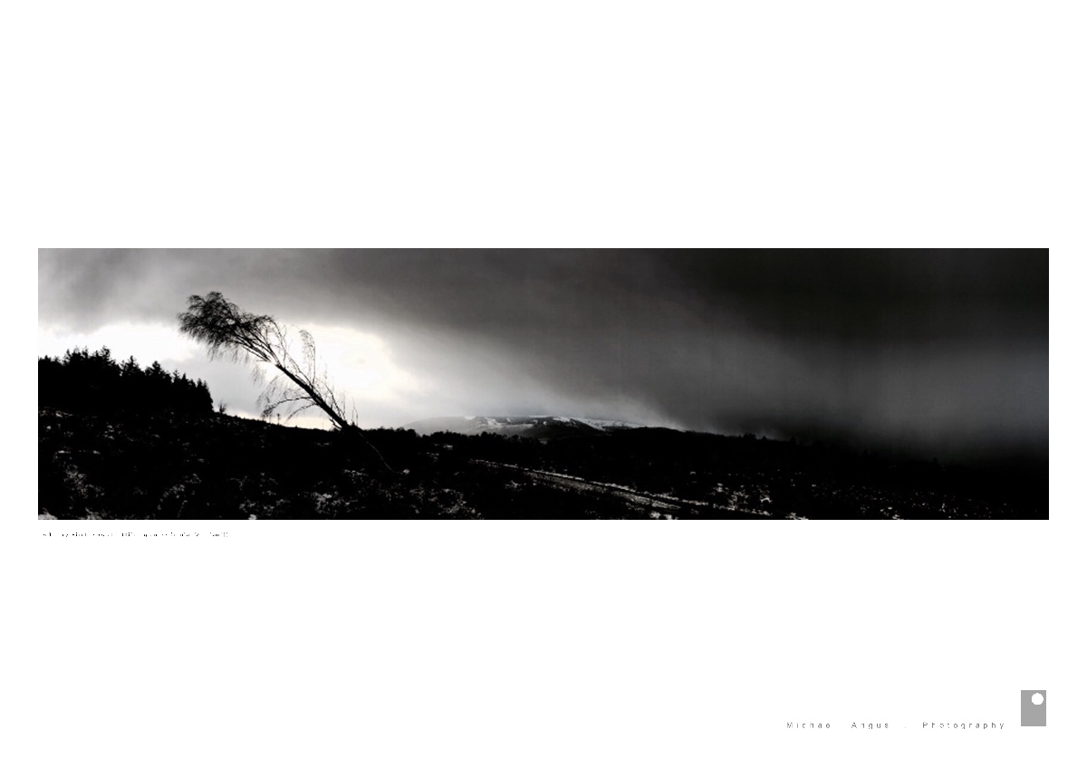 Solitary Birch Persists - Kilcreggan Peninsula (Scotland)