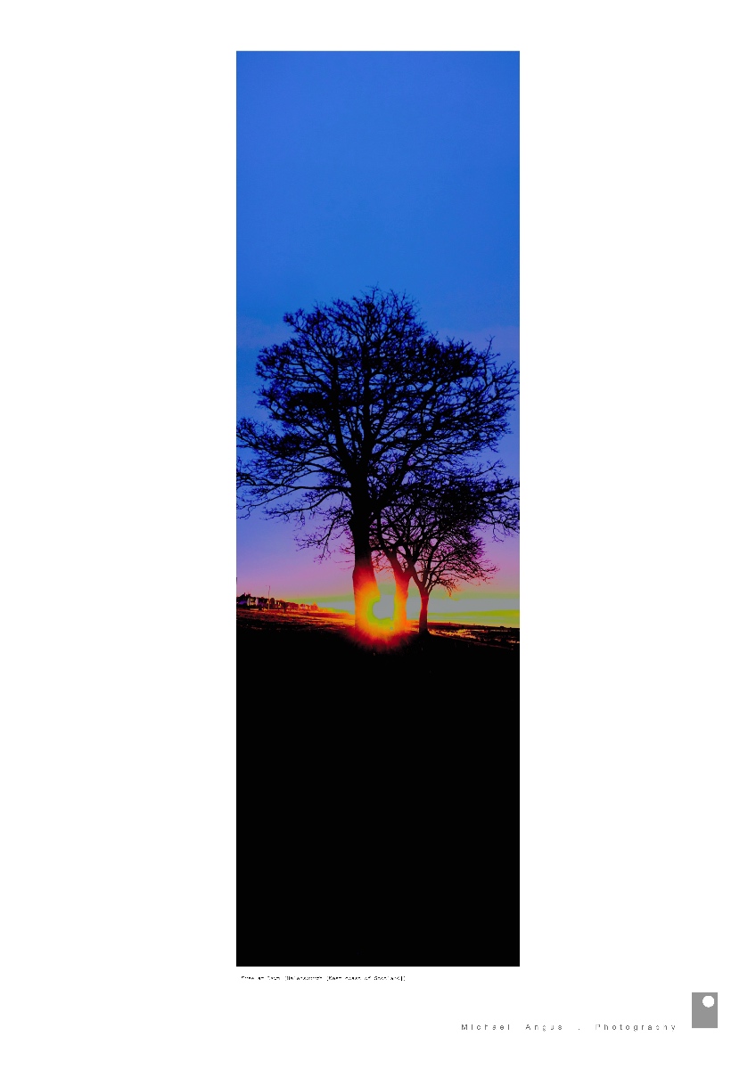 Trees at Dawn - Helensburgh (West coast of Scotland)
