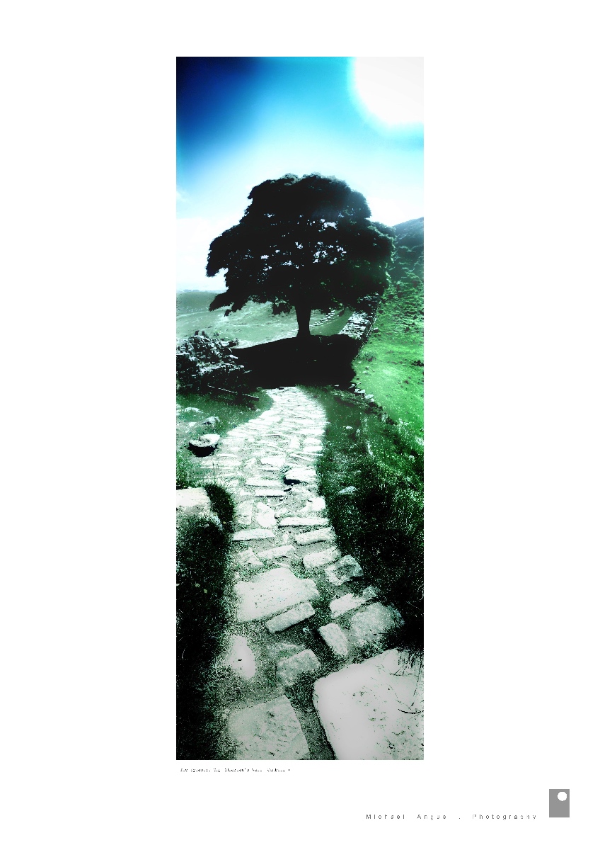 The Sycamore Gap II - Hadrian’s Wall (Cumbria)