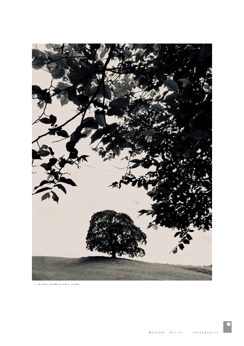 Solitary Tree II -Hadrian’s Wall (Cumbria)