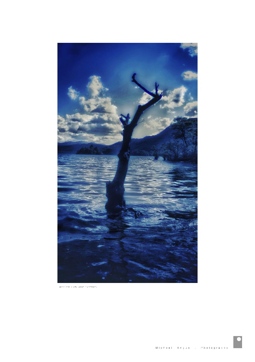 Water Tree - Loch Lomond (Scotland)