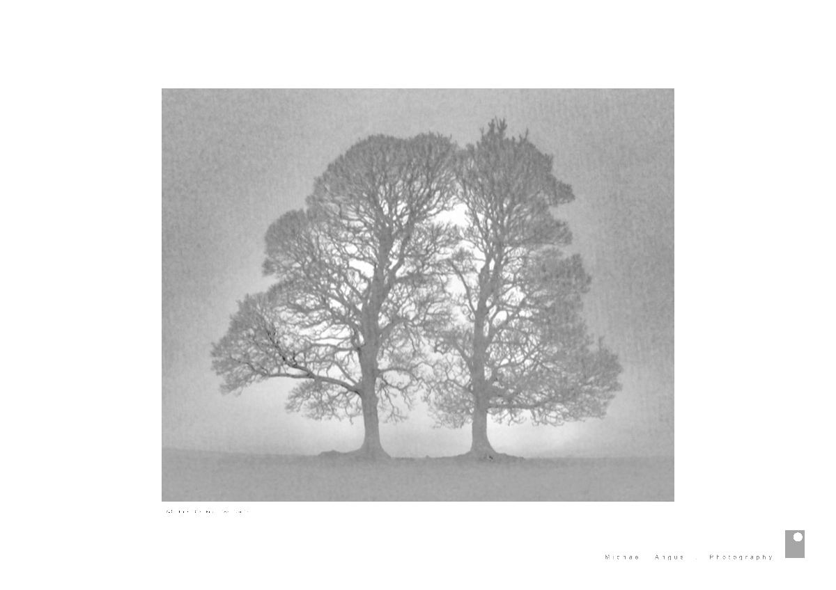 Twin Tree Glen Fruin (Scotland)